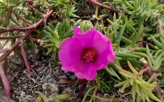 盆栽马齿菜花能吃吗？