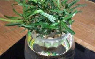 水培玻璃翠总烂根？原因出在哪？