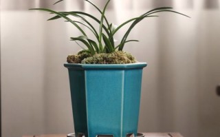 春兰紫沙盆栽有哪些经典样式？