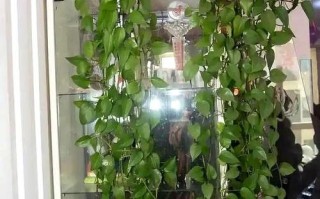 水培绿萝多久能爬满墙