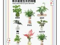 水培植物有哪些？