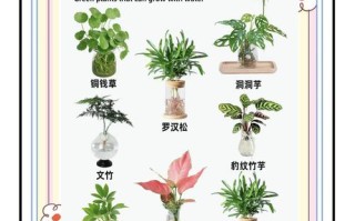 水培植物有哪些？