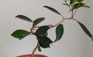 榕树盆栽必须嫁接吗？