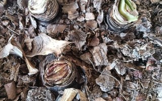 冬天能做盆栽实验吗？