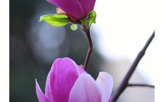 哪些紫色花树适合盆栽养护？