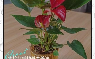 水培红掌浇水该注意哪些细节？