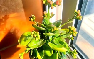 长寿花水培剪口为何长絮状物？