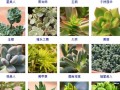 多肉外形特征有哪些关键点？