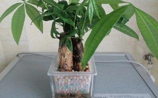 水培发财树放什么生根最快？