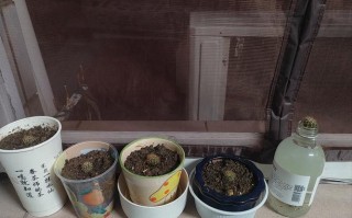 仙人球水培发黄咋办？