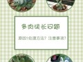 多肉疯长怎么办？教你几招轻松控形！