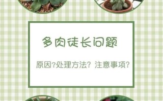 多肉疯长怎么办？教你几招轻松控形！