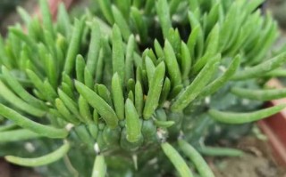 多肉将军棒怎么繁殖方法