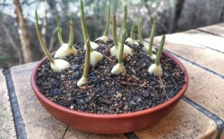 盆栽大蒜有何特殊寓意？