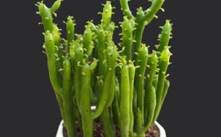 多肉摇钱树是姬珊瑚吗？