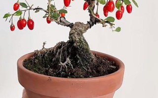 枸杞盆栽用什么土最好