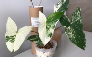 合果芋水培怎么养才茂盛？