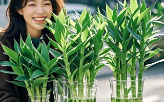 水培富贵竹塔竹如何修剪？