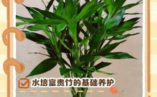 水培富贵竹怎么长得快？