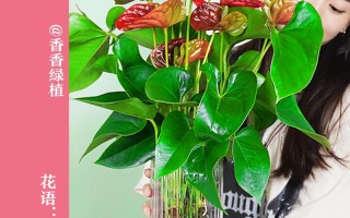 红掌水培能晒太阳吗？