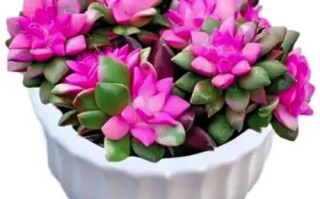 多肉开花都长这样？你见过几种？