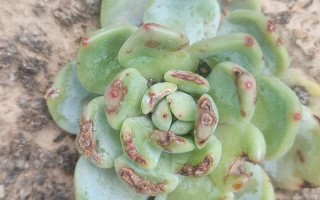 多肉枯死难判断？教你辨生死！