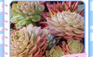 秋天多肉浇水怎么把控？