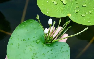 一叶莲水培怎么养？关键步骤有哪些？