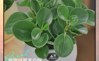 水培豆瓣绿好还是土培？各有啥优劣？