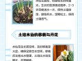 水仙盆栽何时施肥最合适？