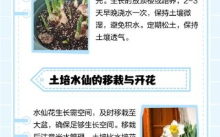 水仙盆栽何时施肥最合适？