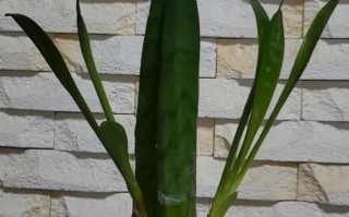 水培芦荟能直接用自来水吗？