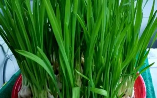 盆栽大蒜成长全过程图片有哪些关键阶段？