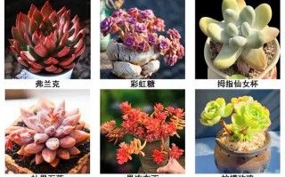 常见多肉花品种有哪些？