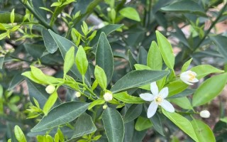 盆栽柑橘几年才能开花结果？