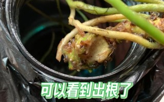 水培白掌根臭了咋办？
