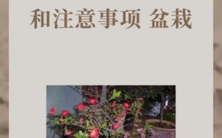 红宝石海棠盆栽怎么养才好看？