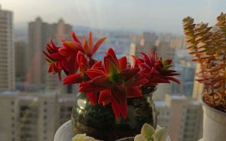 火祭开花后怎么繁殖？