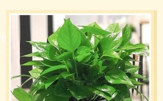 水培绿萝缺营养怎么补救？