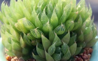 水晶掌养护有哪些关键点？