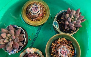 多肉皱巴巴了，到底要不要浇水？