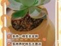 多肉成活了吗？如何判断？