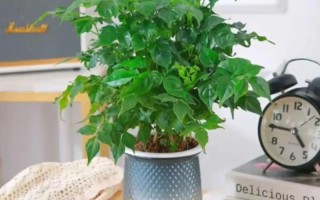 幸福树枝条能水培生根吗？