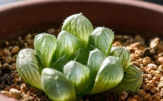 多肉叶片皱巴巴，是缺水还是生病了？