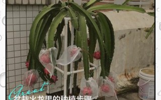 盆栽火龙果只能扦插繁殖吗？