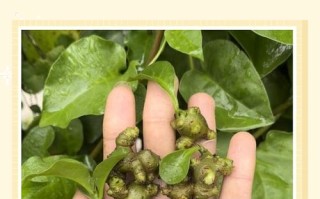 盆栽三七有哪些常见种类？