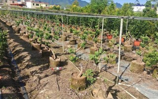 广安绿化盆栽苗木基地在哪里？