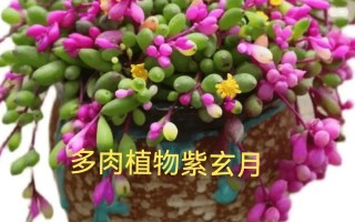 珍珠吊兰能水培吗？