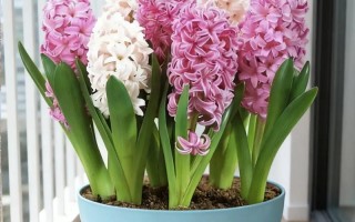 水培风信子春秋还是冬季养好？