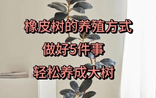 橡皮树盆栽有什么作用